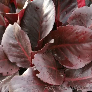 Bergenia - Bergenia cordifolia 'Vinterglöd'
