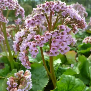 Bergenia cordifolia 'Möja' Grönt kulturarv ®