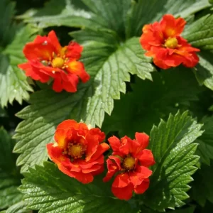 Blodfingerört - Potentilla atrosanguinea