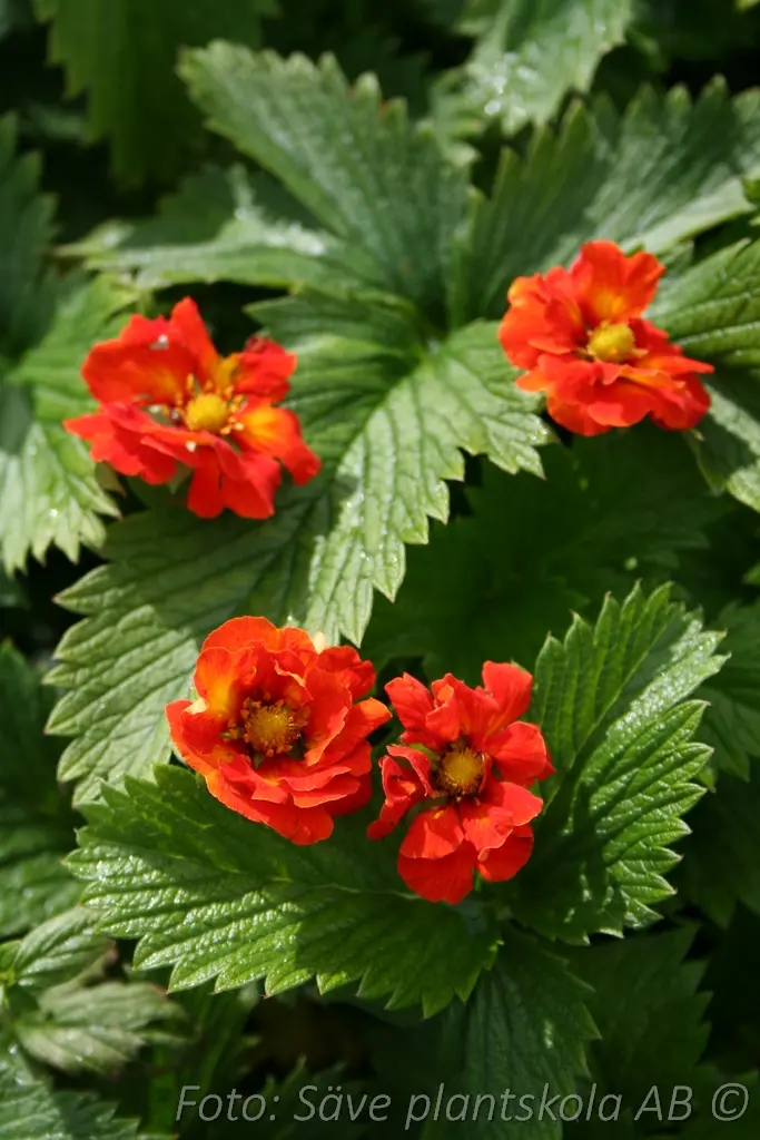 Blodfingerört - Potentilla atrosanguinea