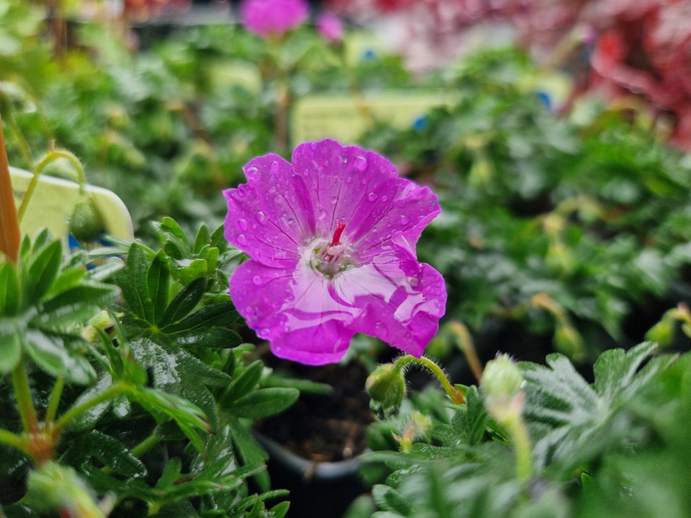 Blodnäva - Geranium 'Max Frei