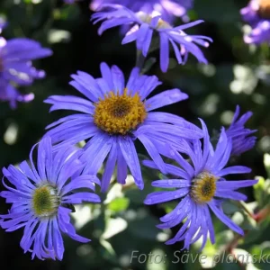 Brittsommaraster - Aster amellus 'Rudolf Goethe'