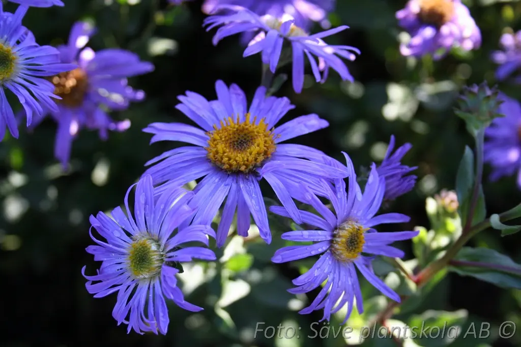 Brittsommaraster - Aster amellus 'Rudolf Goethe'