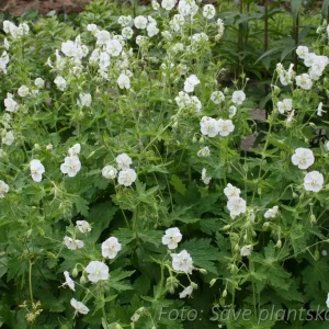 Brunnäva - Geranium phaeum 'Album'