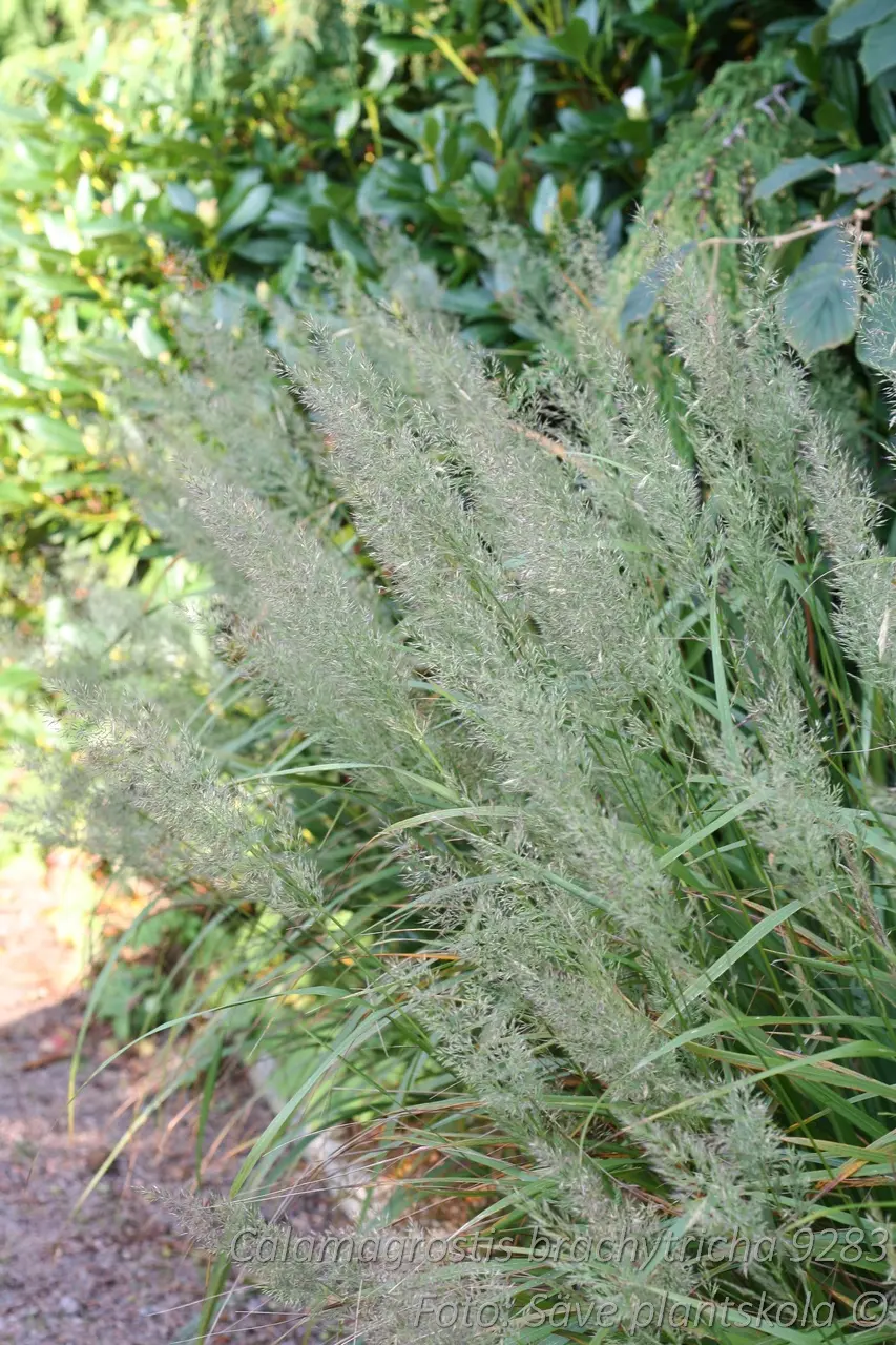 Diamantrör - Calamagrostis brachytricha