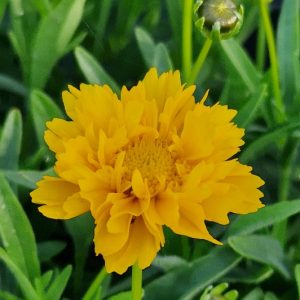 Flicköga - Coreopsis grandiflora 'Sunray'