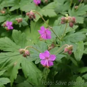 Flocknäva - Geranium macrorrhizum
