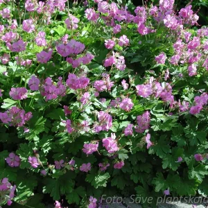 Flocknäva - Geranium macrorrhizum 'Bevan's Variety'