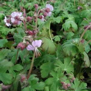 Flocknäva - Geranium macrorrhizum 'Ingwersens Variety'