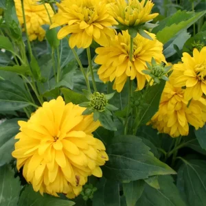 Gullboll - Rudbeckia laciniata 'Goldquelle'