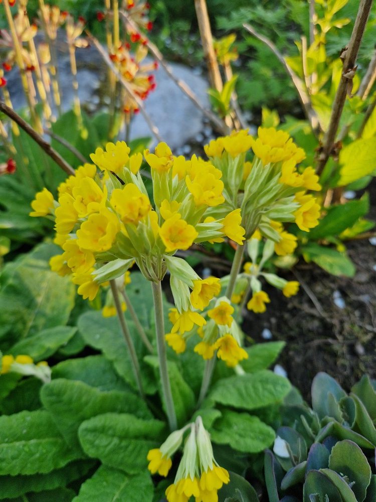 Gullviva - Primula veris