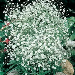 Gypsophila paniculata ’Snow Flake’