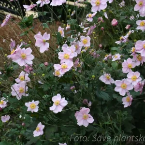 Höstanemon - Anemone hybrida 'Königin Charlotte'