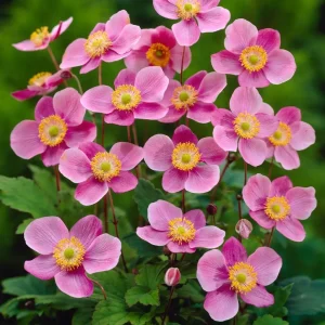 Höstanemon - Anemone hybrida 'Praecox'