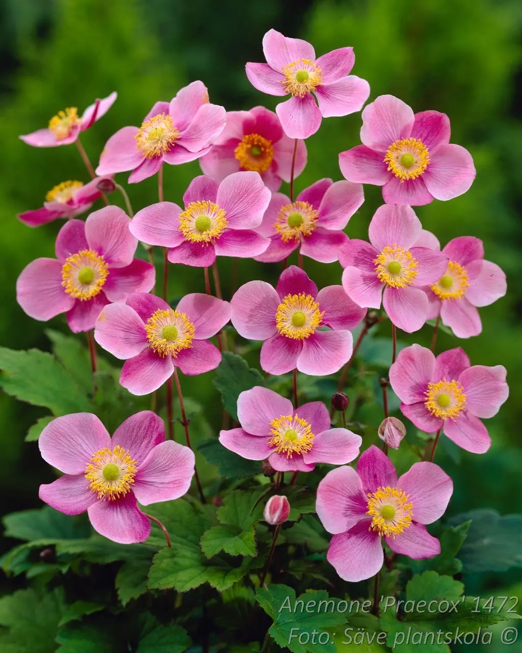 Höstanemon - Anemone hybrida 'Praecox'