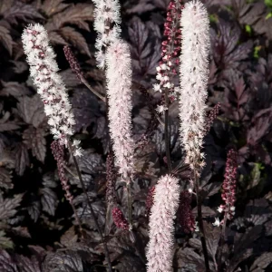 Höstsilverax - Actaea simplex 'Chocoholic' 2 L