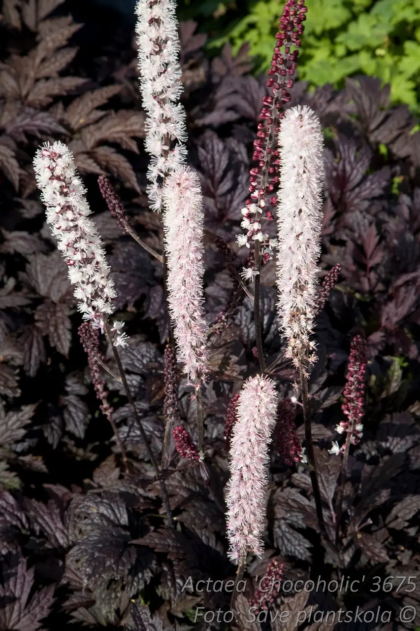 Höstsilverax - Actaea simplex 'Chocoholic' 2 L