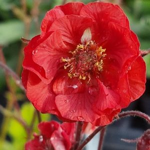 Humleblomster - Geum rivale Flame of Passion
