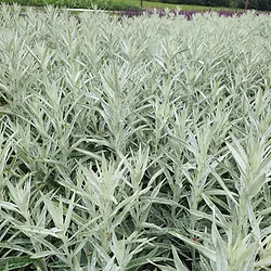 Artemisia ludoviciana ’Silver Queen’