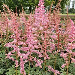 Astilbe japonica ’Europa’