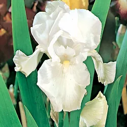 Iris (germanica) barbata ’White Knight’