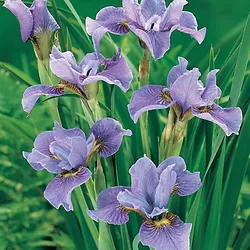 Iris (germanica) sibirica ’Blue Moon’