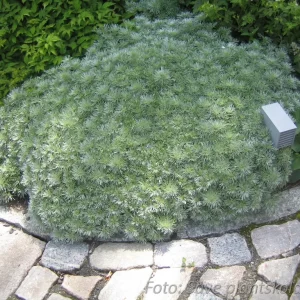 Japansk malört - Artemisia schmidtiana 'Nana'
