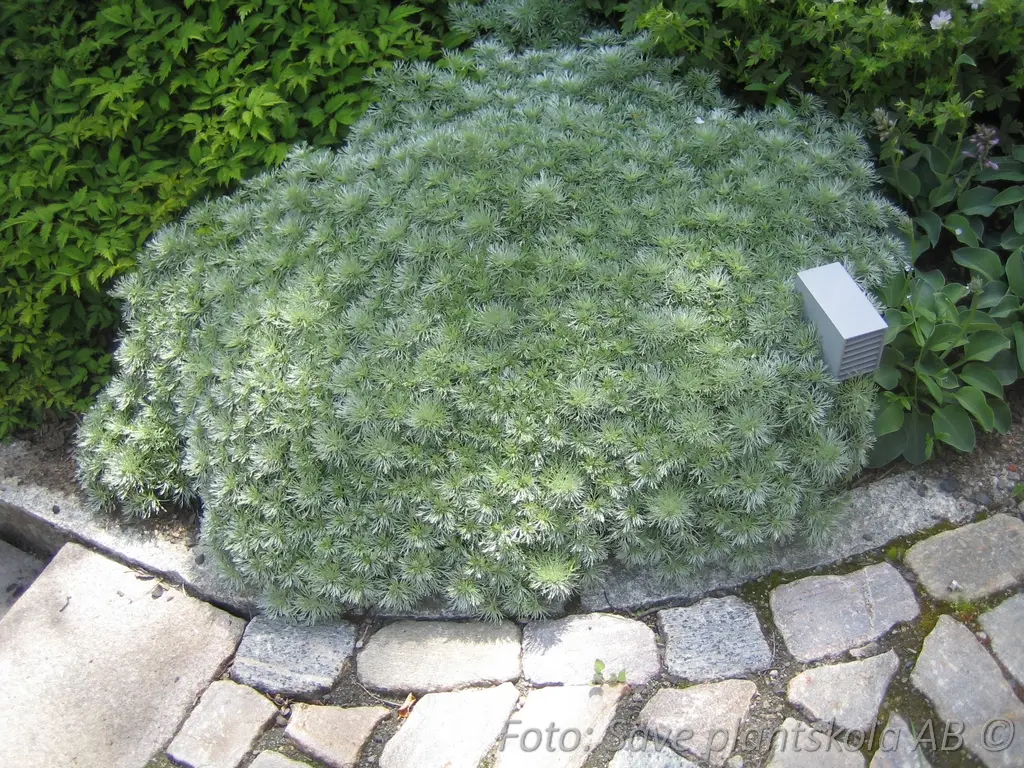 Japansk malört - Artemisia schmidtiana 'Nana'