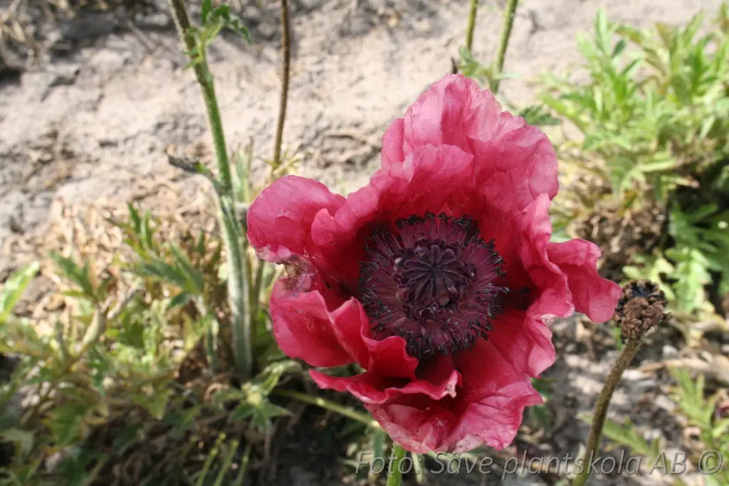 Jättevallmo - Papaver orientale 'Patty's Plum'