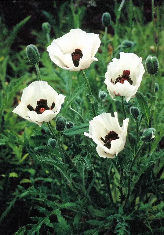 Jättevallmo - Papaver orientale 'Royal Wedding'