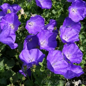 Karpaterklocka - Campanula carpatica 'Blaue Clips'
