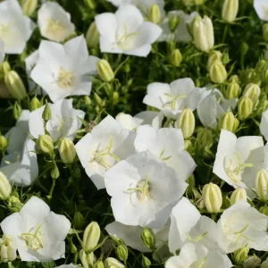 Karpaterklocka - Campanula carpatica 'Weisse Clips'