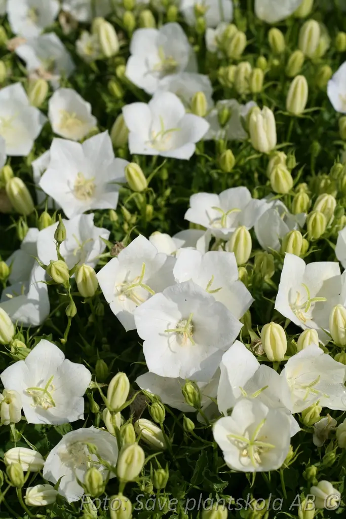 Karpaterklocka - Campanula carpatica 'Weisse Clips'