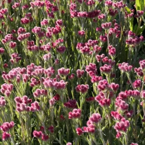Kattfot - Antennaria dioica 'Rubra'