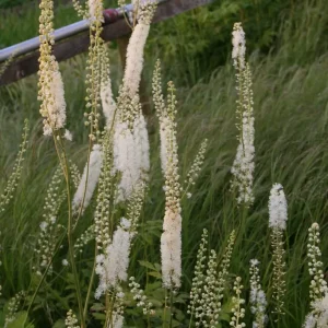 Läkesilverax- Actaea racemosa