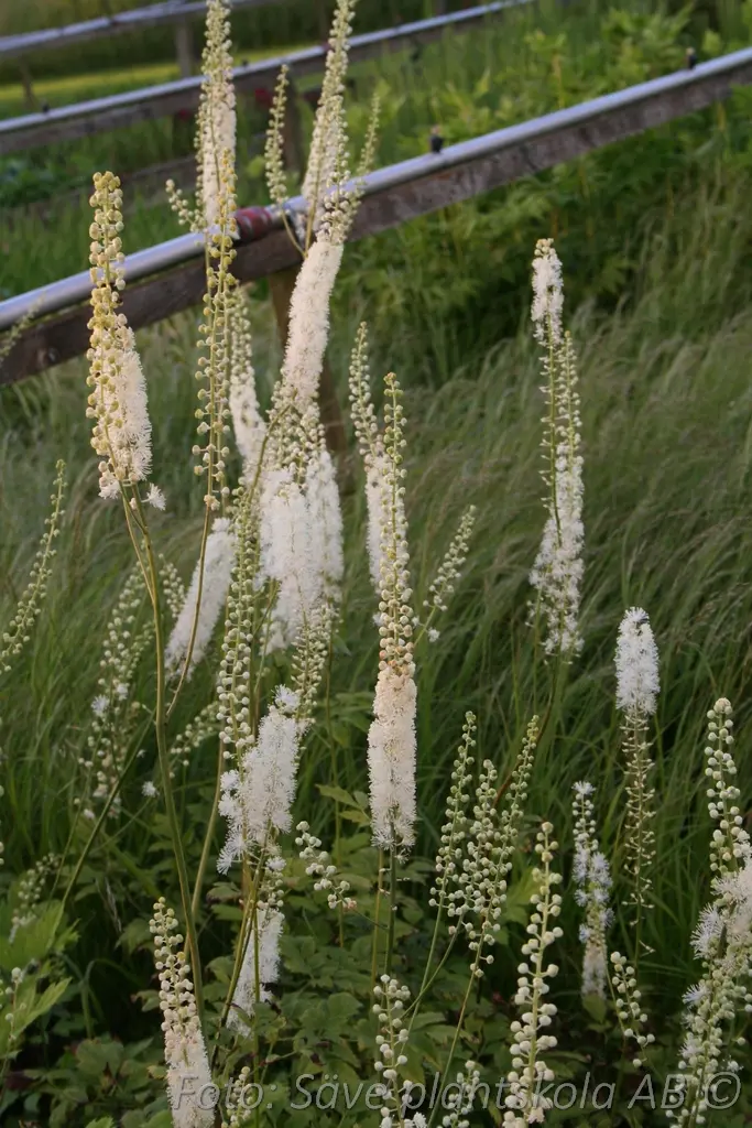 Läkesilverax- Actaea racemosa