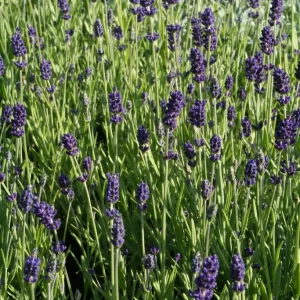 Lavendel - Lavandula angustifolia 'Dwarf Blue'