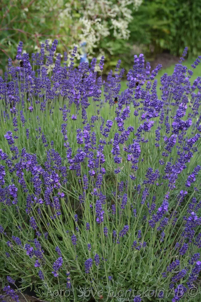 Lavandula angustifolia 'Hidcote Blue'