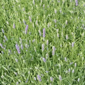 Lavendel - Lavandula angustifolia 'Munstead var.'