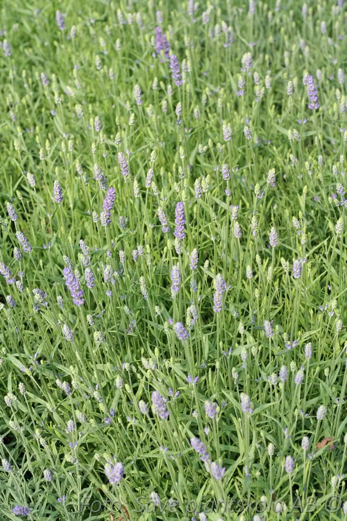 Lavendel - Lavandula angustifolia 'Munstead var.'