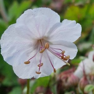 Liten flocknäva - Geranium St Ola