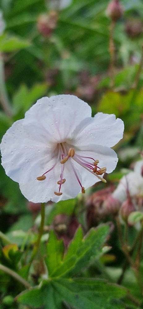 Liten flocknäva - Geranium St Ola