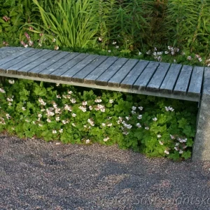Liten flocknäva - Geranium cantabrigiense 'Biokovo'