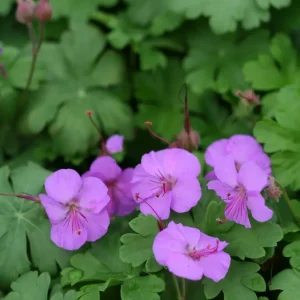 Liten flocknäva - Geranium cantabrigiense 'Karmina'