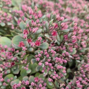 Liten kärleksört - Hylotelephium cauticola ’Lidakense’