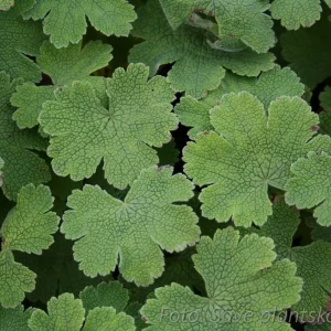 Nätnäva - Geranium renardii