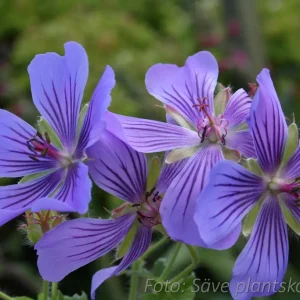 Nätnäva - Geranium renardii ‘Philippe Vapelle’