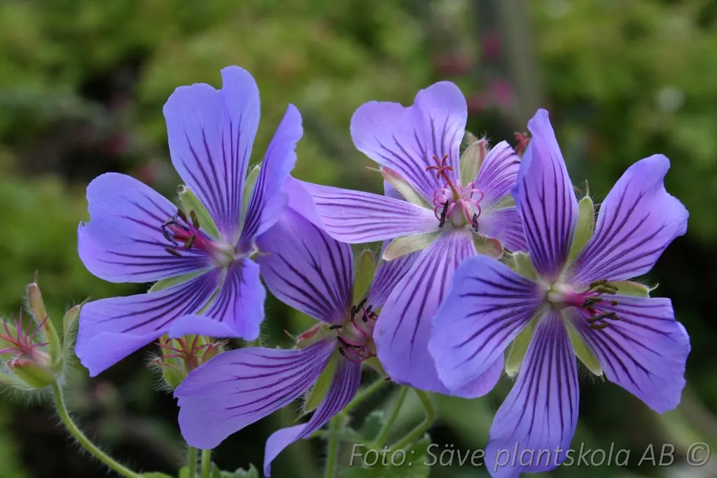Nätnäva - Geranium renardii ‘Philippe Vapelle’