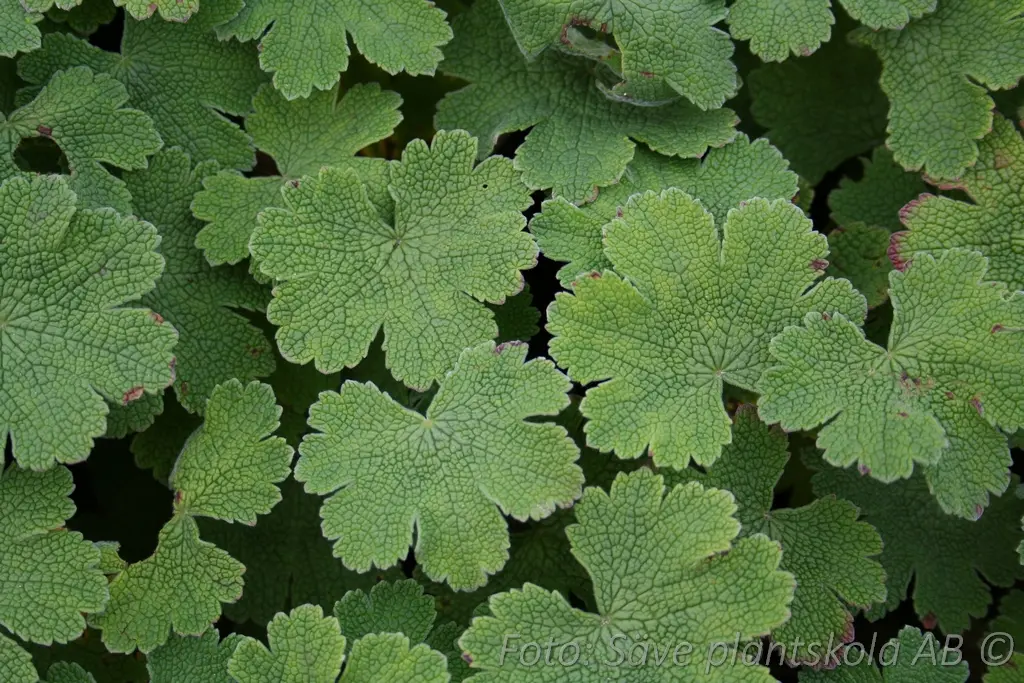Nätnäva - Geranium renardii