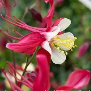 Pastellakleja - Aquilegia caerulea 'Crimson Star'